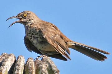 Gray Thrasher Image @ Kiwifoto.com