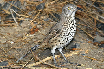 Gray Thrasher