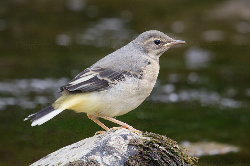 Gray Wagtail Photo @ Kiwifoto.com