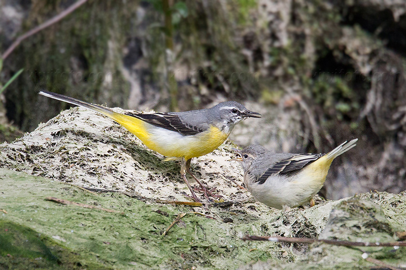 Gray Wagtail Photo @ Kiwifoto.com