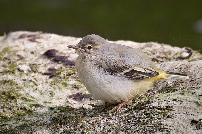 Gray Wagtail Picture @ Kiwifoto.com