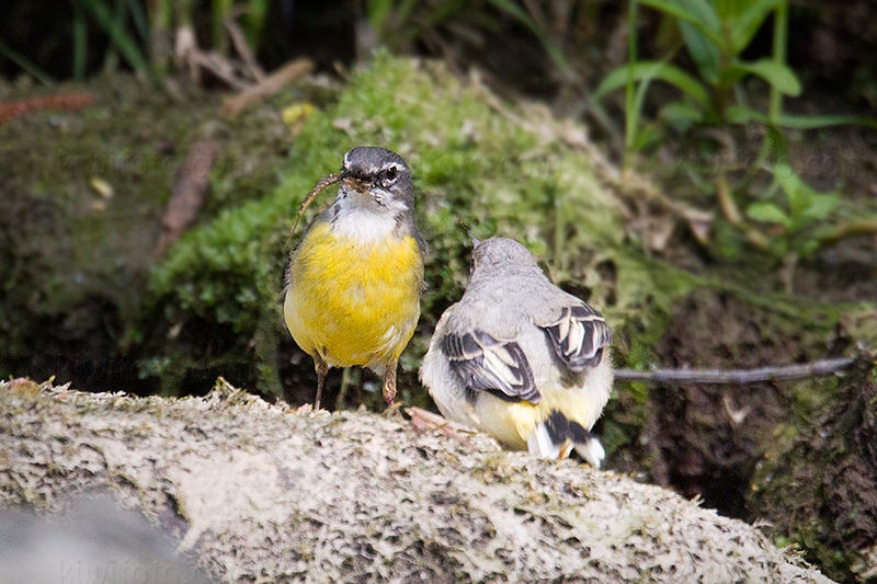 Gray Wagtail Picture @ Kiwifoto.com