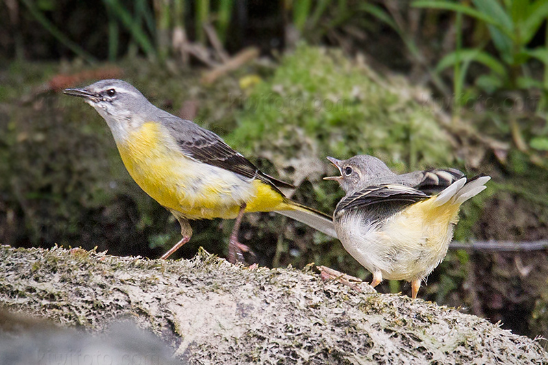 Gray Wagtail Picture @ Kiwifoto.com