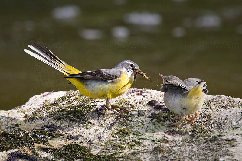 Gray Wagtail Picture @ Kiwifoto.com