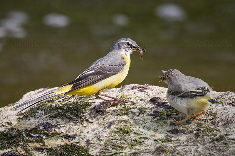 Gray Wagtail Picture @ Kiwifoto.com