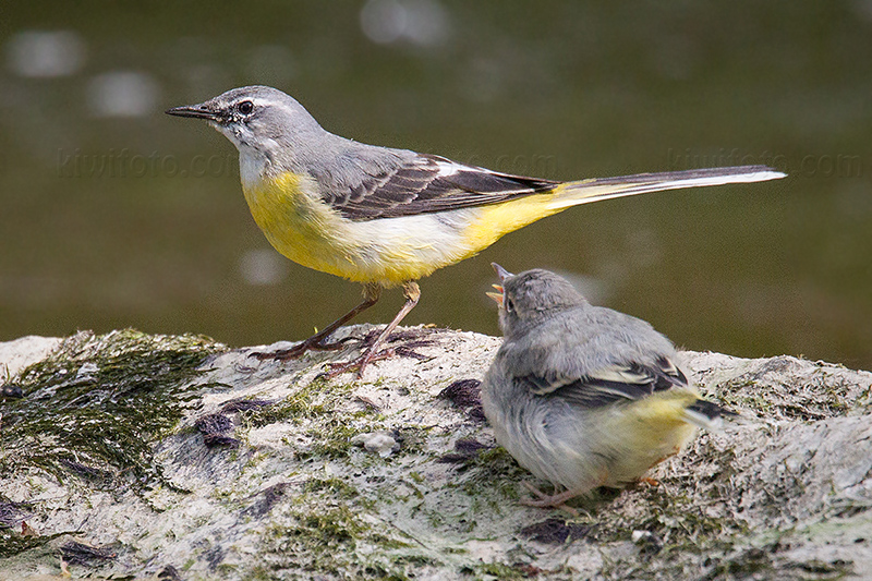 Gray Wagtail Photo @ Kiwifoto.com