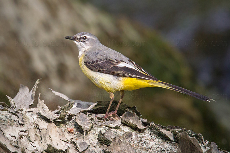 Gray Wagtail Image @ Kiwifoto.com