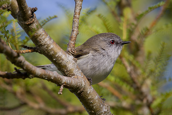 Gray Warbler