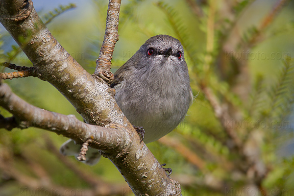 Gray Warbler Image @ Kiwifoto.com