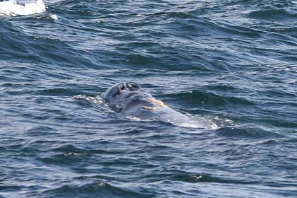 Gray Whale Photo @ Kiwifoto.com