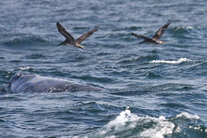 Gray Whale Photo @ Kiwifoto.com