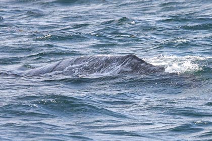 Gray Whale Picture @ Kiwifoto.com