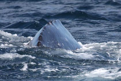 Gray Whale Photo @ Kiwifoto.com
