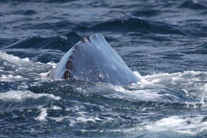 Gray Whale Picture @ Kiwifoto.com