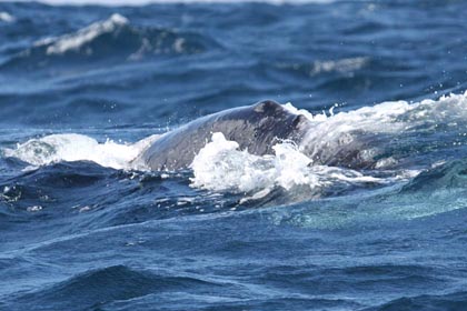 Gray Whale Image @ Kiwifoto.com