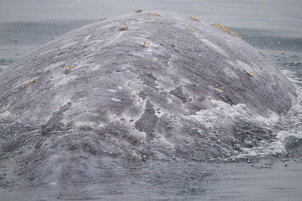 Gray Whale Photo @ Kiwifoto.com