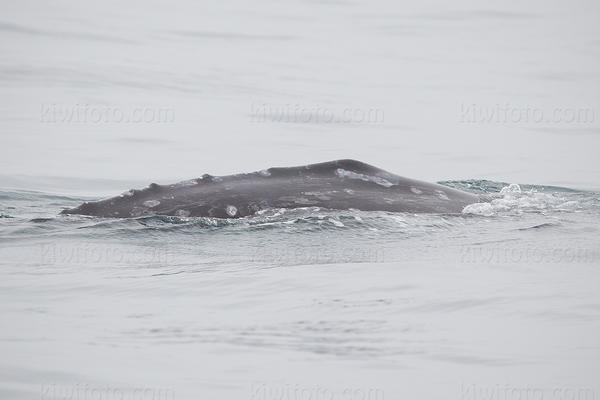 Gray Whale Picture @ Kiwifoto.com