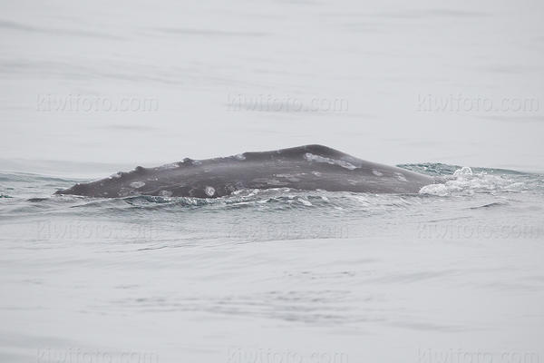 Gray Whale Image @ Kiwifoto.com