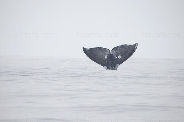 Gray Whale Picture @ Kiwifoto.com