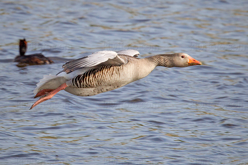 Graylag Goose Picture @ Kiwifoto.com