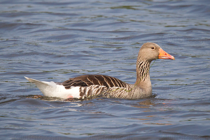 Graylag Goose Image @ Kiwifoto.com