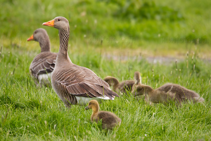 Graylag Goose Picture @ Kiwifoto.com