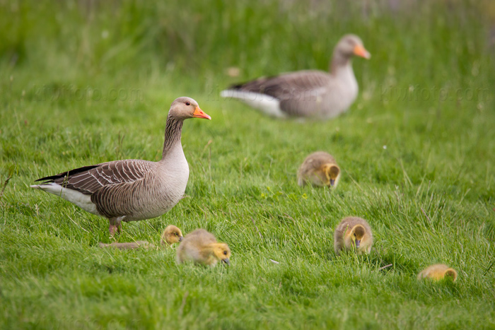 Graylag Goose Picture @ Kiwifoto.com