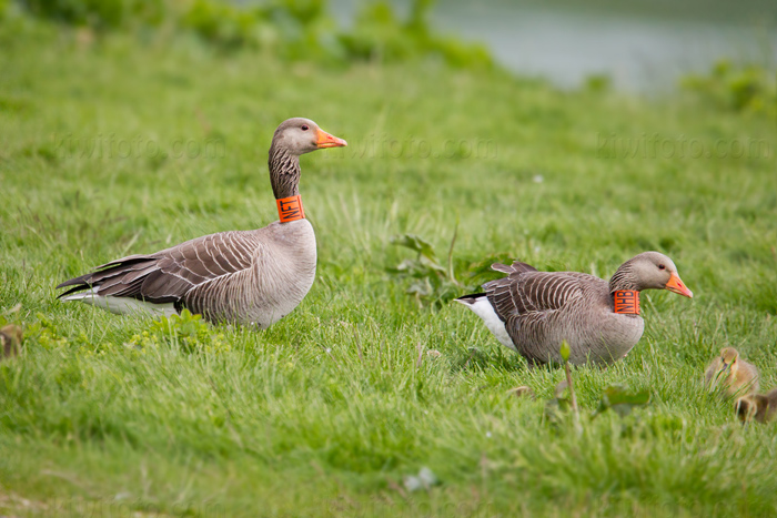 Graylag Goose Picture @ Kiwifoto.com