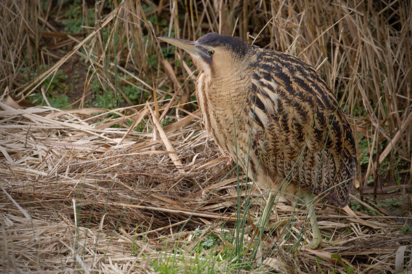 Great Bittern Image @ Kiwifoto.com