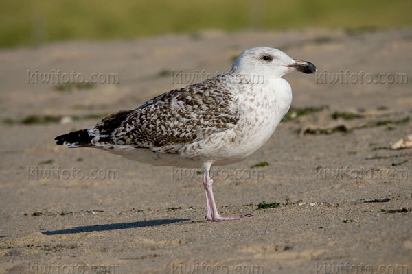 Great Black-backed Gull (1st cycle)