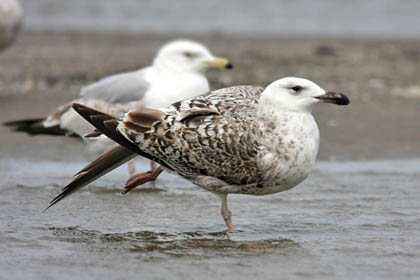 Great Black-backed Gull Picture @ Kiwifoto.com