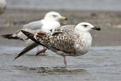 Great Black-backed Gull Photo @ Kiwifoto.com