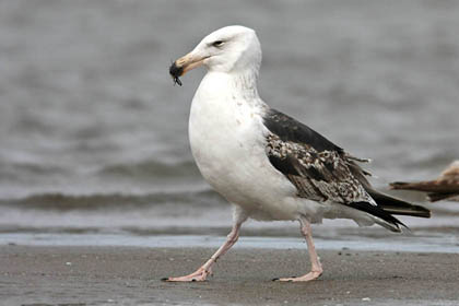 Great Black-backed Gull Photo @ Kiwifoto.com