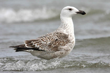 Great Black-backed Gull Image @ Kiwifoto.com