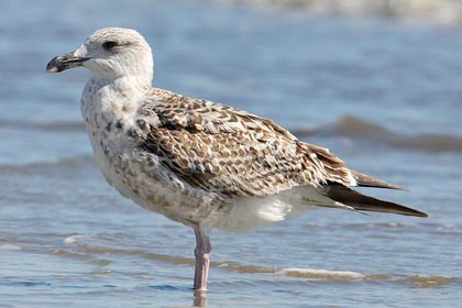 Great Black-backed Gull Photo @ Kiwifoto.com