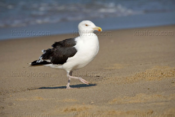 Great Black-backed Gull Photo @ Kiwifoto.com