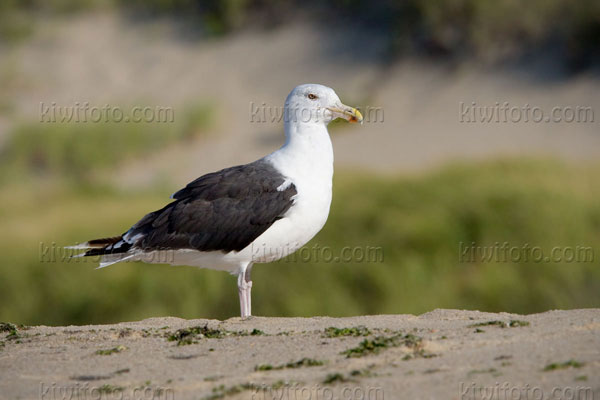 Great Black-backed Gull Photo @ Kiwifoto.com