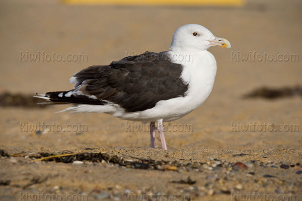 Great Black-backed Gull Photo @ Kiwifoto.com