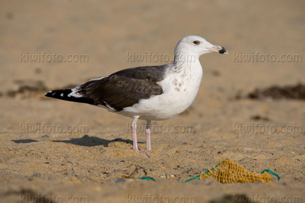 Great Black-backed Gull (3rd cycle)