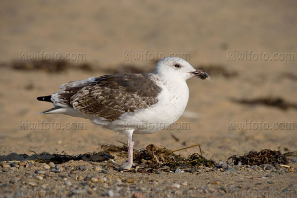 Great Black-backed Gull (2nd cycle)