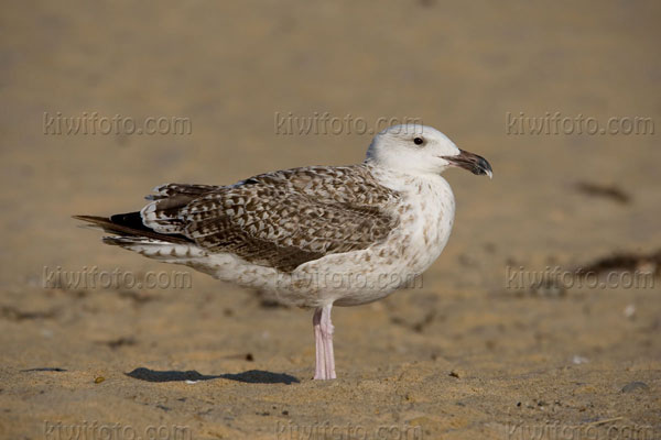 Great Black-backed Gull (1st cycle)