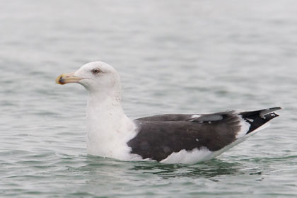 Great Black-backed Gull Picture @ Kiwifoto.com