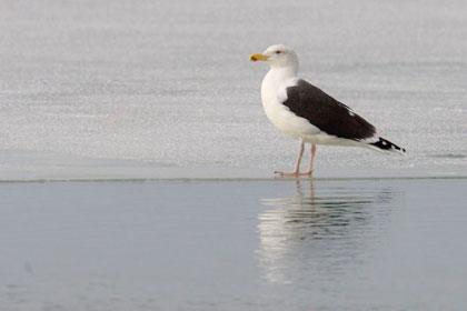 Great Black-backed Gull Photo @ Kiwifoto.com