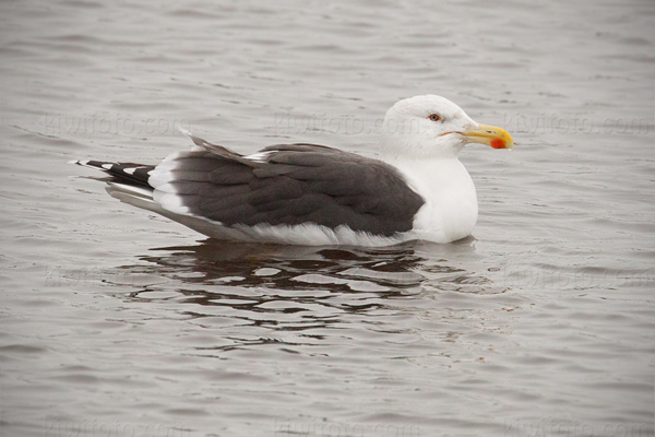 Great Black-backed Gull Photo @ Kiwifoto.com