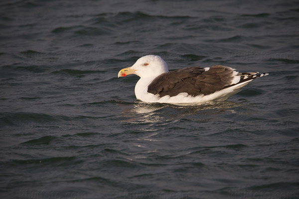 Great Black-backed Gull Photo @ Kiwifoto.com