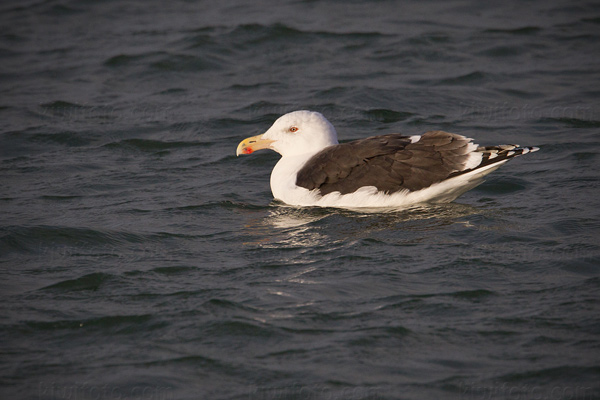 Great Black-backed Gull Picture @ Kiwifoto.com