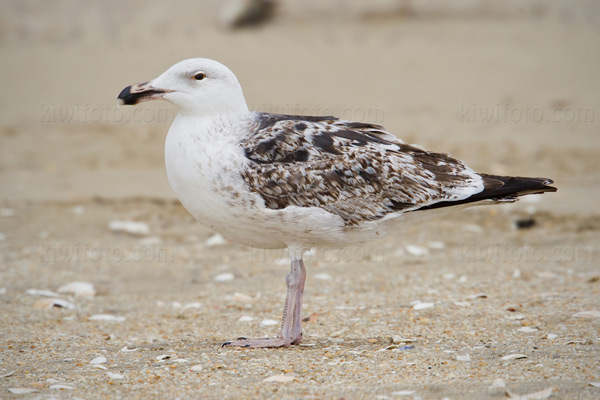 Great Black-backed Gull Photo @ Kiwifoto.com