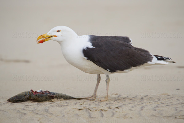 Great Black-backed Gull Photo @ Kiwifoto.com