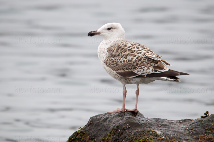 Great Black-backed Gull Image @ Kiwifoto.com