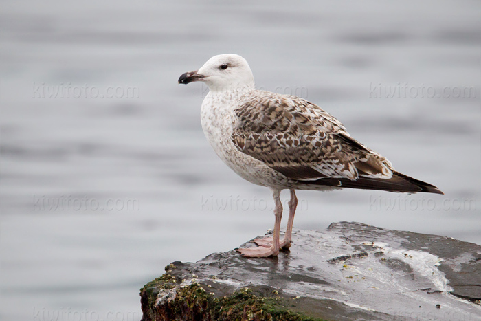 Great Black-backed Gull Photo @ Kiwifoto.com